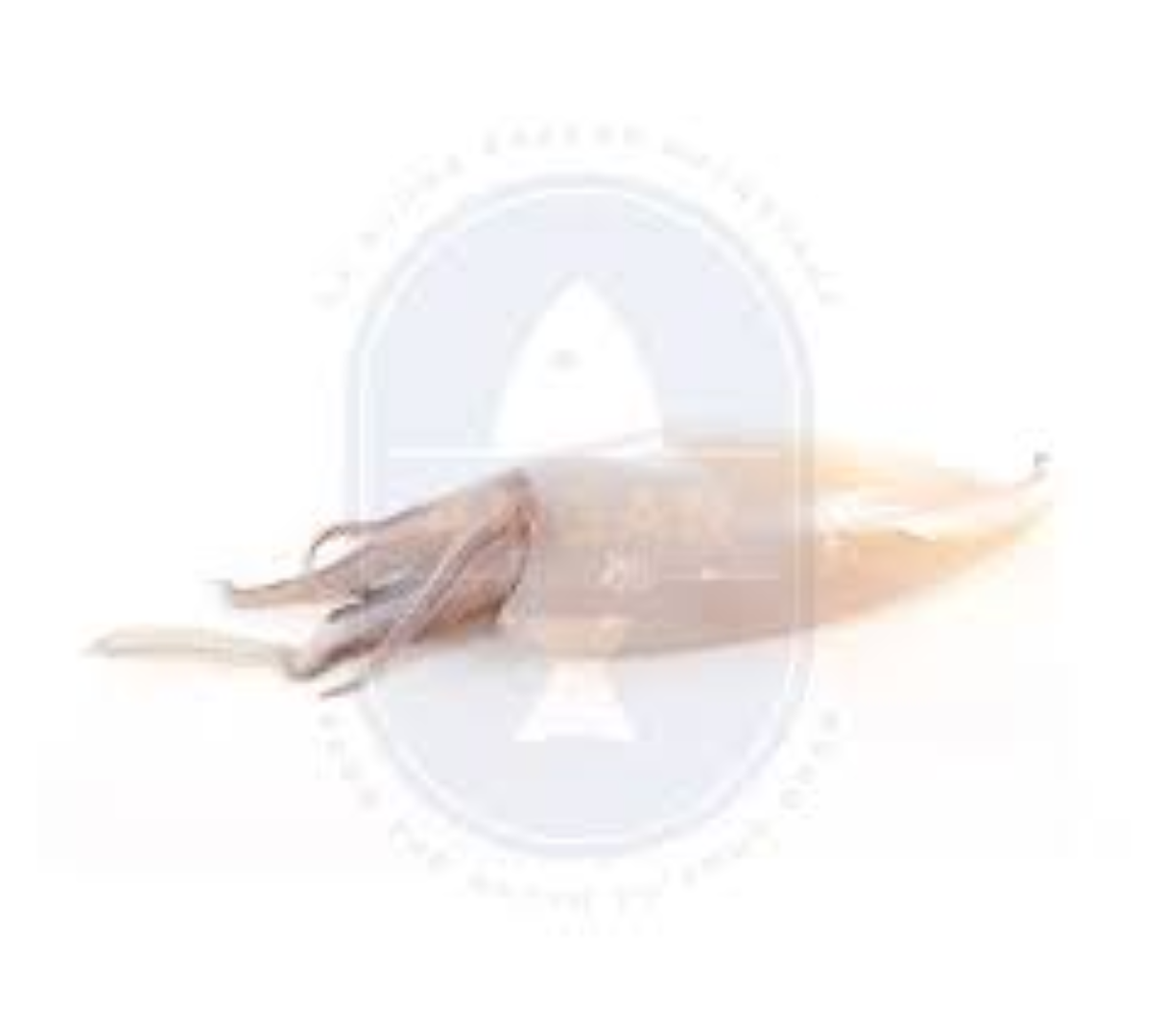 MBL SQUIDS CLEANED SQD202